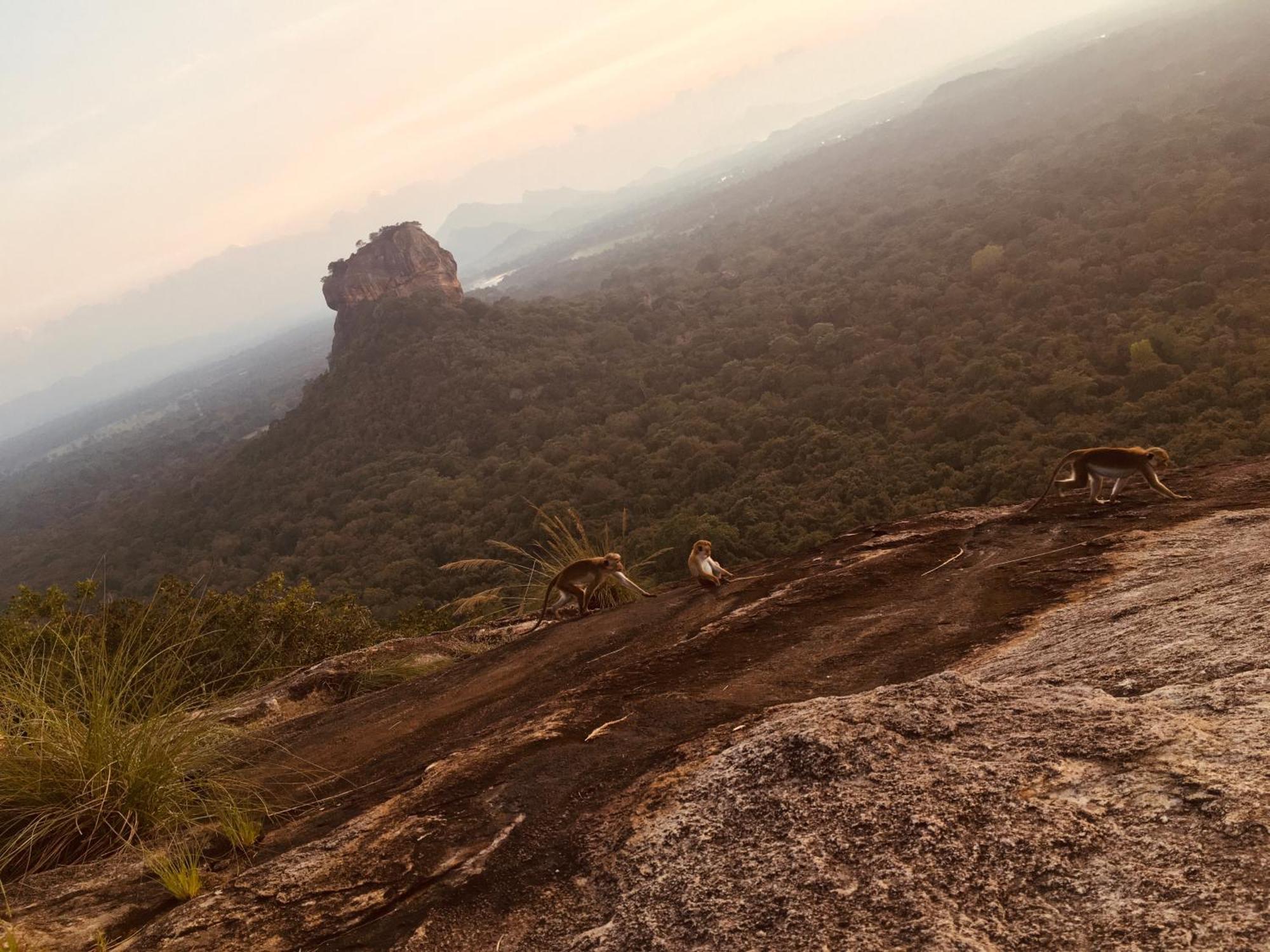 Hotel Sigiriya Kele Εξωτερικό φωτογραφία