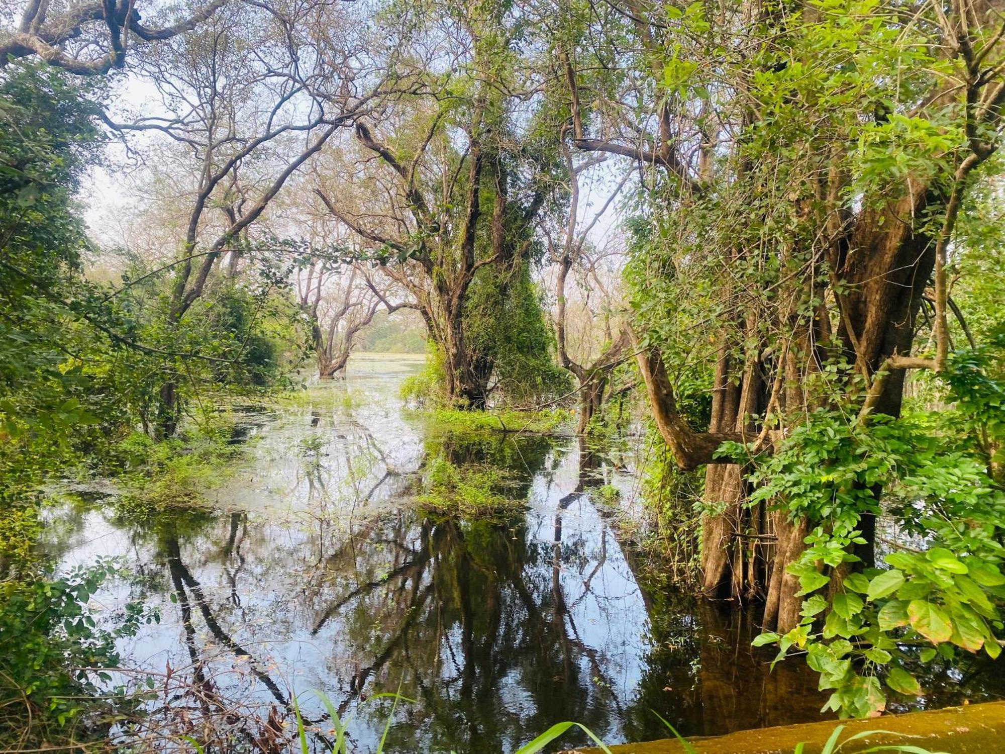 Hotel Sigiriya Kele Εξωτερικό φωτογραφία